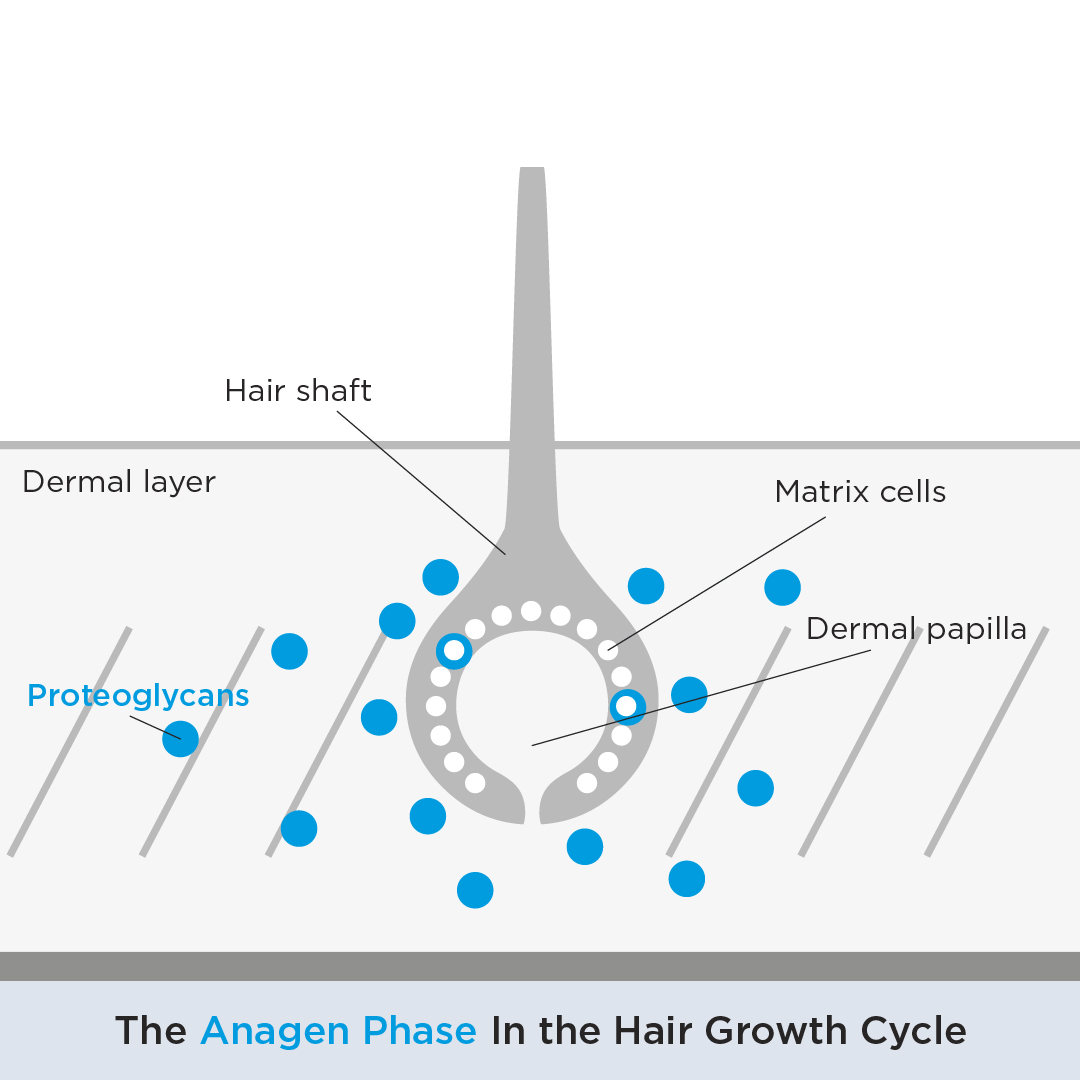 Anagen phase proteoglycan balance of a healthy hair growth cycle