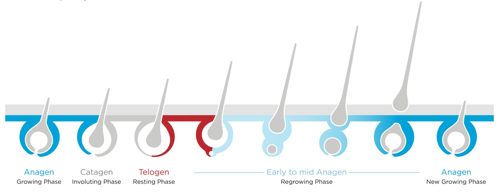 Hair growth cycle, anagen, catagen, telogen
